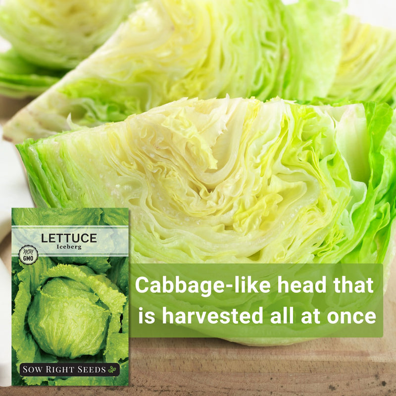 Iceberg Lettuce Seeds