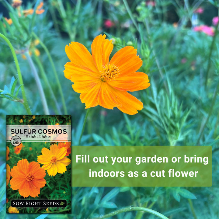 sunbeam light show flower seed Sulfur Bright Lights Cosmos