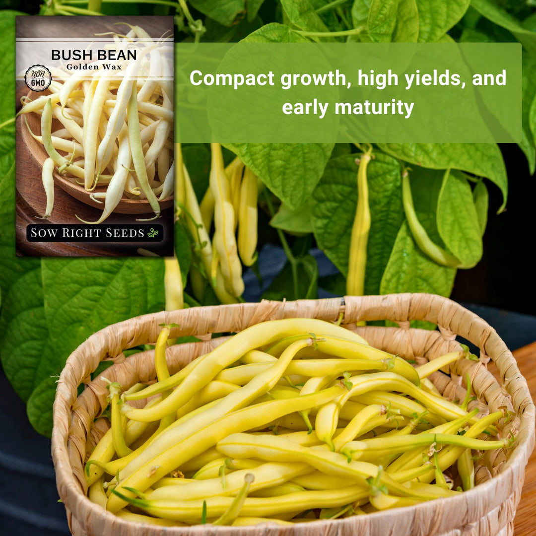 planting yellow bean seeds Golden Wax Bean for Planting