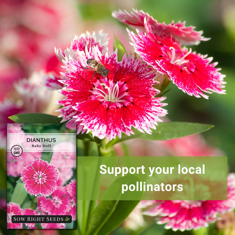 baby doll dianthus seeds support your local pollinators