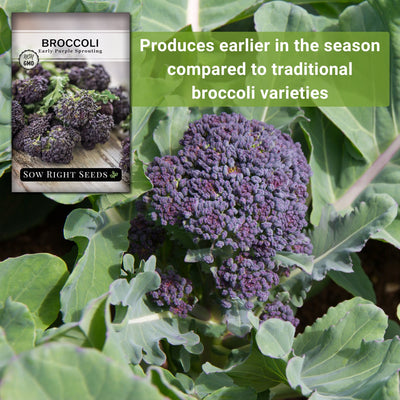 early purple sprouting broccoli seeds produces earlier in the season compared to traditional broccoli varieties