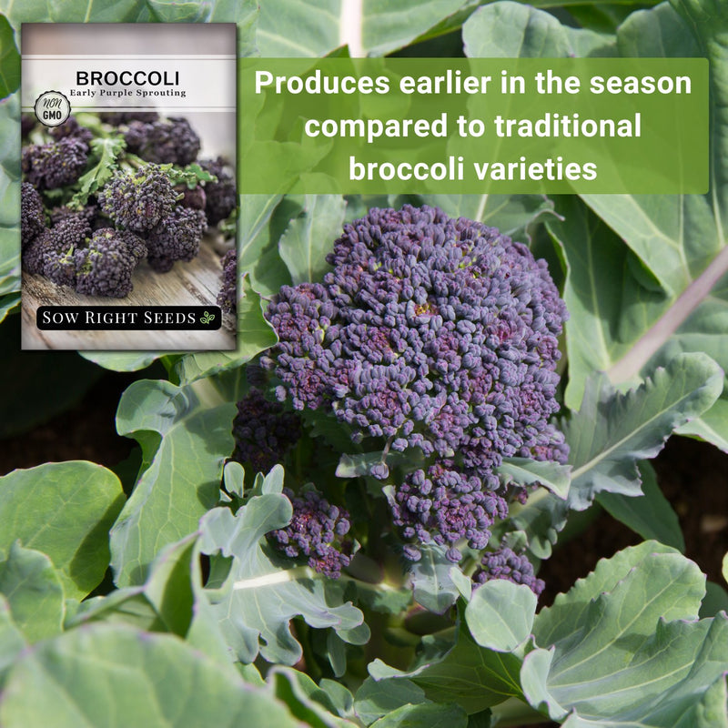 early purple sprouting broccoli seeds produces earlier in the season compared to traditional broccoli varieties