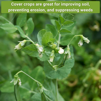 all cover crop seed collection cover crops are great for improving soil preventing erosion and suppressing weeds