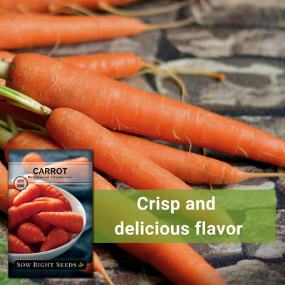 red cored chantenay carrot seeds crisp and delicious flavor