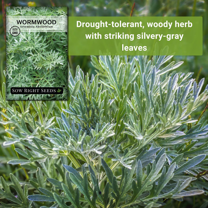 Wormwood – Sow Right Seeds