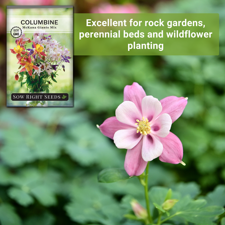 McKana Giants Mixed Columbine | Shade Tolerant Wildflower – Sow