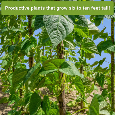 pole bean seed collection productive plants that grow six to ten feet tall