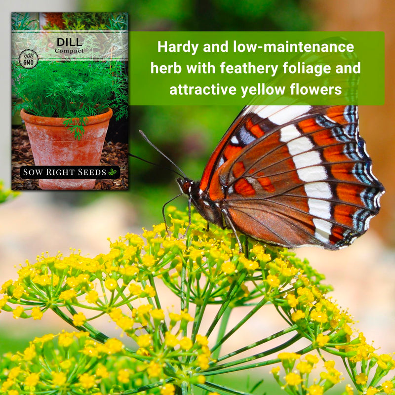 compact dill seeds hardy and low-maintenance herb with feathery foliage and attractive yellow flowers