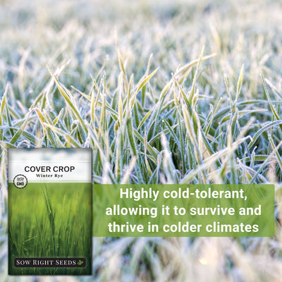 winter rye cover crop seeds highly cold tolerant allowing it to survive and thrive in colder climates