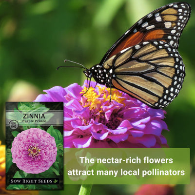 purple prince zinnia the nectar-rich flowers attract many local pollinators