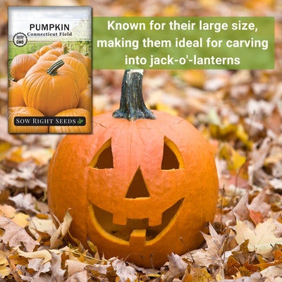 connecticut field pumpkin seeds known for their large size making them ideal for carving in to jack o'lanterns