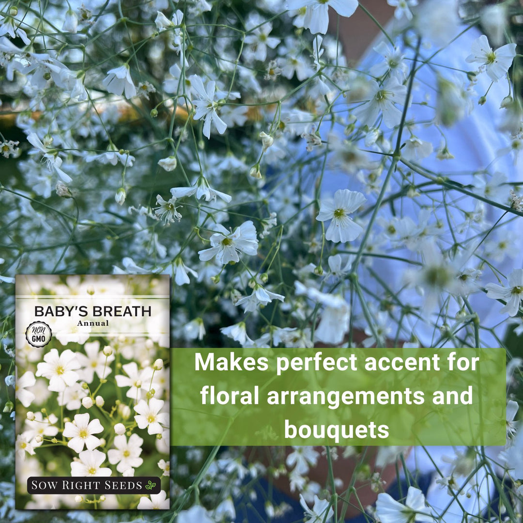 annual garden seeds Annual Baby's Breath Seeds for Planting