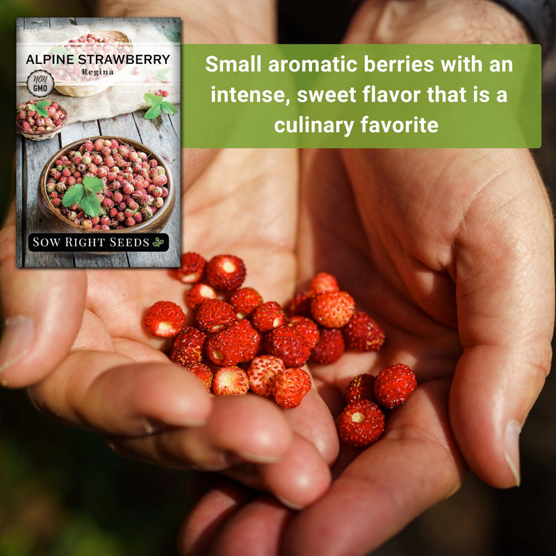 regina alpine strawberry seeds small aromatic berries with an intense sweet flavor that is a culinary favorite