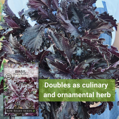 Purple Ruffles Basil