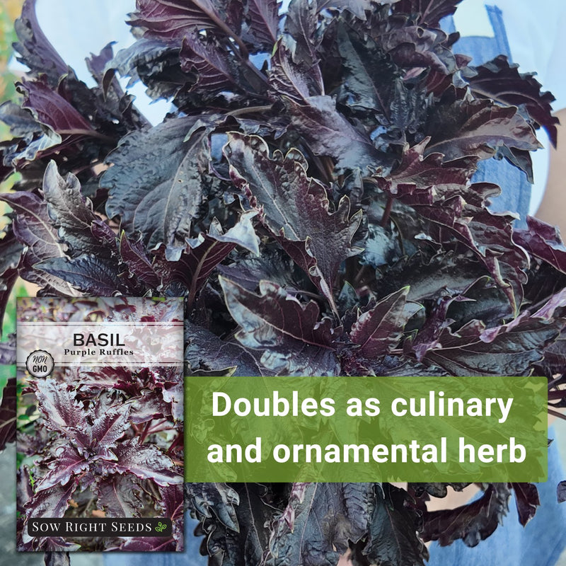 Purple Ruffles Basil