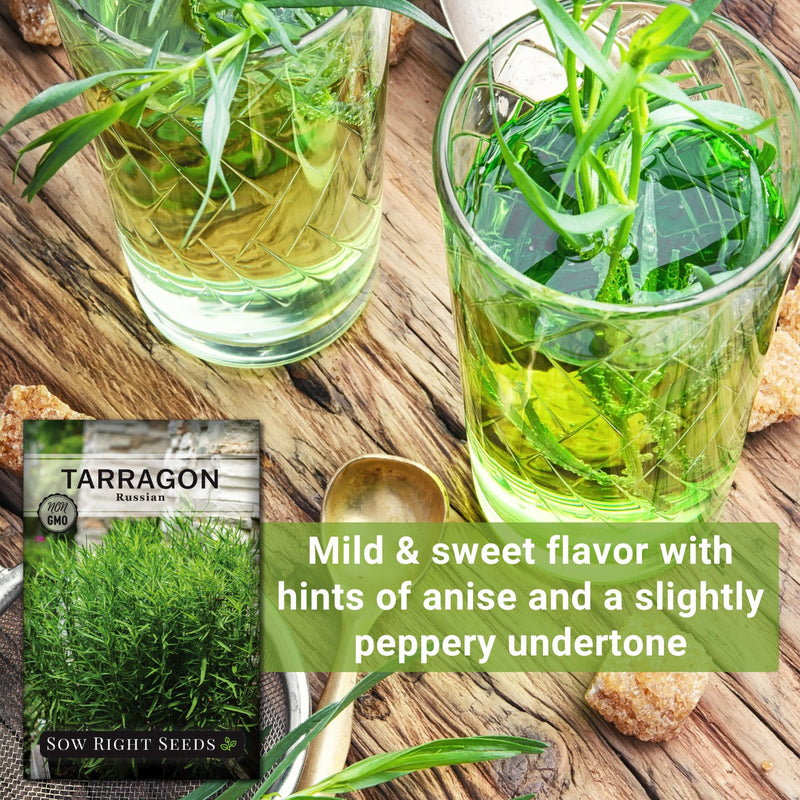 russian tarragon seeds mild and sweet flavor with hints of anise and a slightly peppery undertone