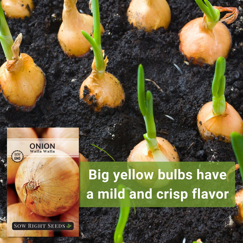 Walla Walla Onion Seeds