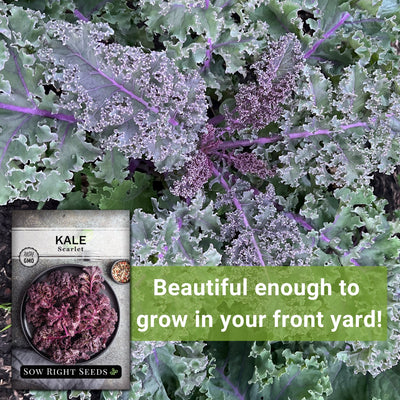 scarlet kale seeds beautiful enough to grow in your front yard