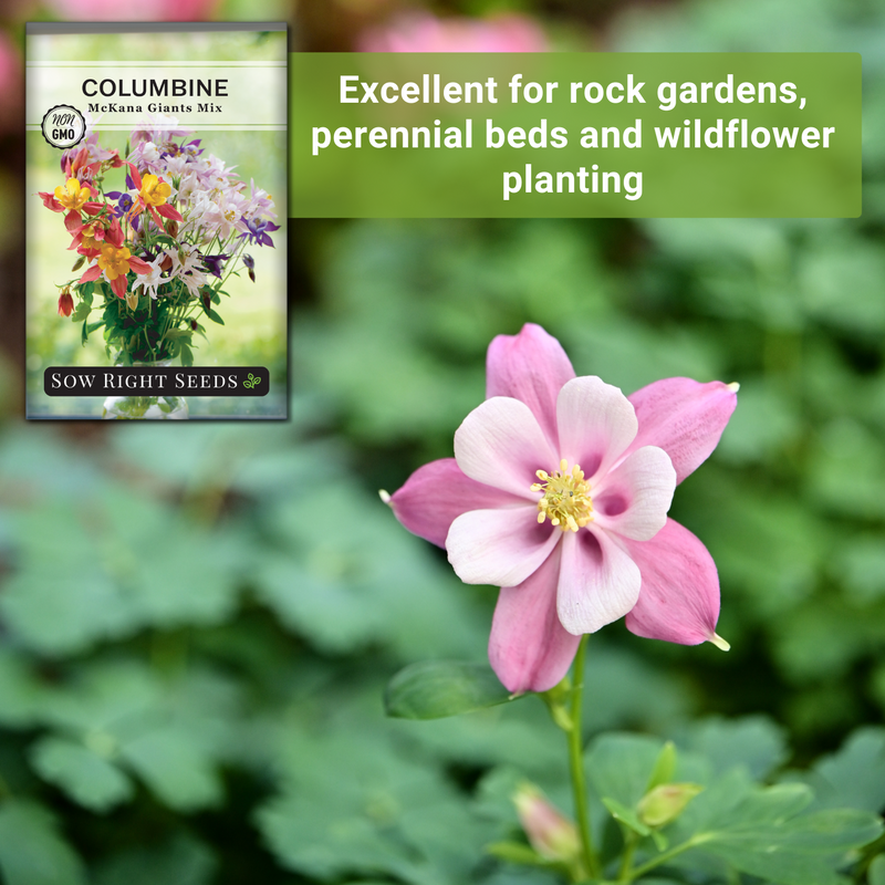 mckana giants mix columbine seeds excellent for rock gardens perennial beds and wildflower planting