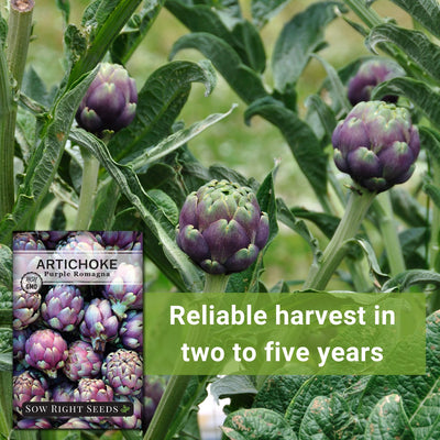 Purple Romagna Artichoke Seeds