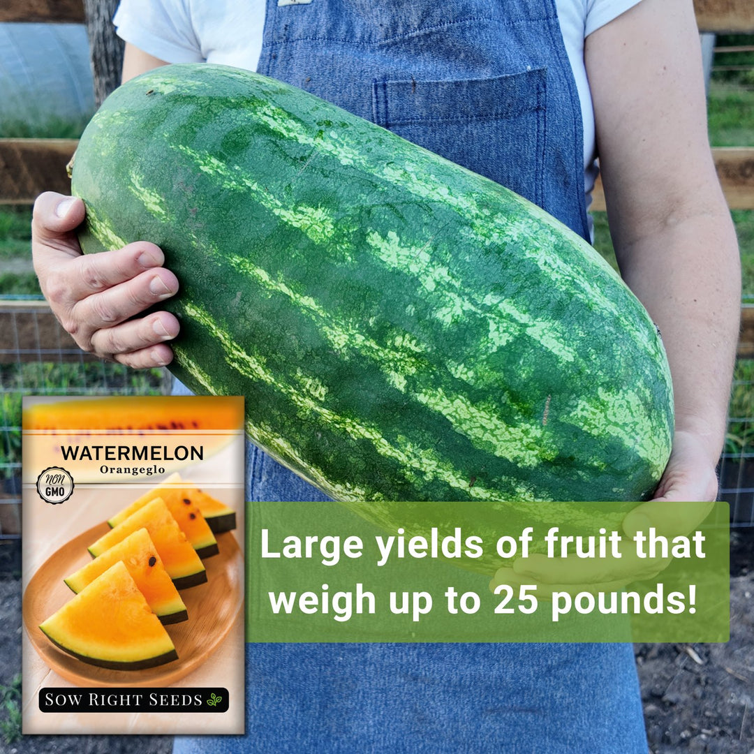 Orange Glo Watermelon – Sow Right Seeds