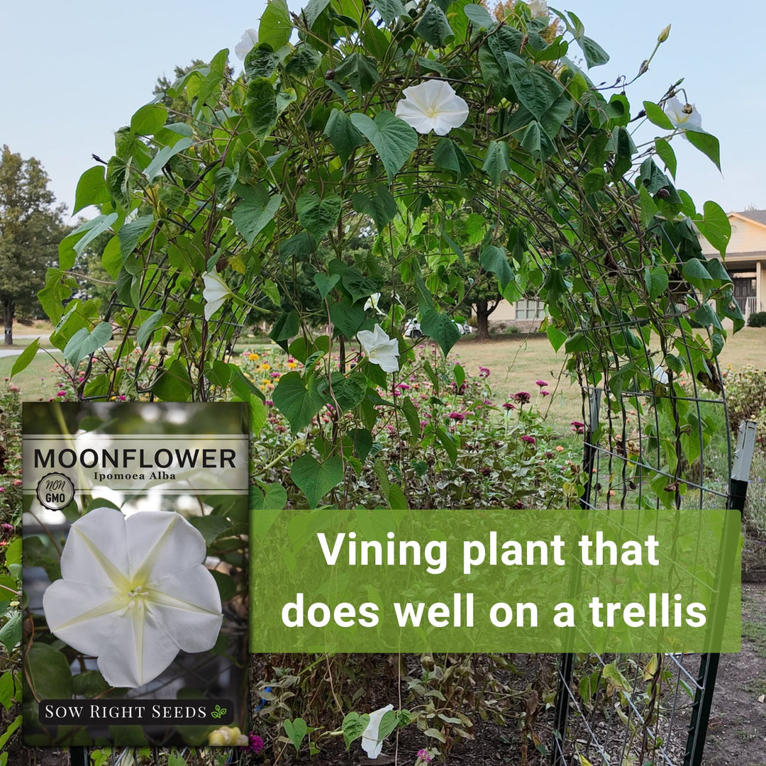 Sow Right Seeds - Moonflower (Ipomoea alba) Flower Seeds for Planting - Beautiful Flowers to Plant in Your Home Garden - Non-GMO Heirloom Seeds