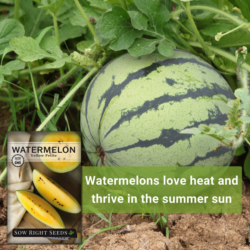 yellow petite watermelon seeds watermelons love heat and thrive in the summer sun