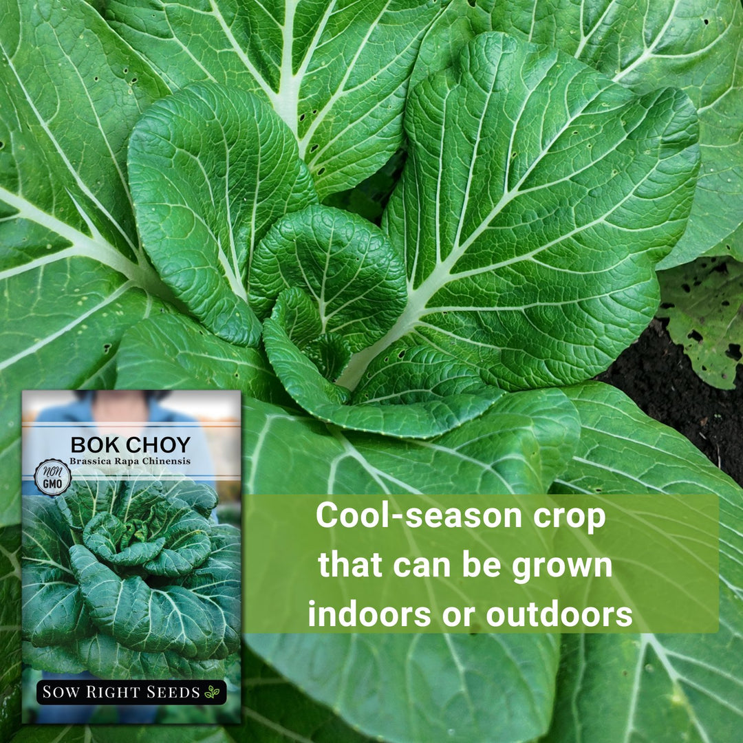 Graines De Chou Chinois Bok Choy 'Tai Sai' Bio - Environ 150 Graines - Légume Feuille Asiatique
