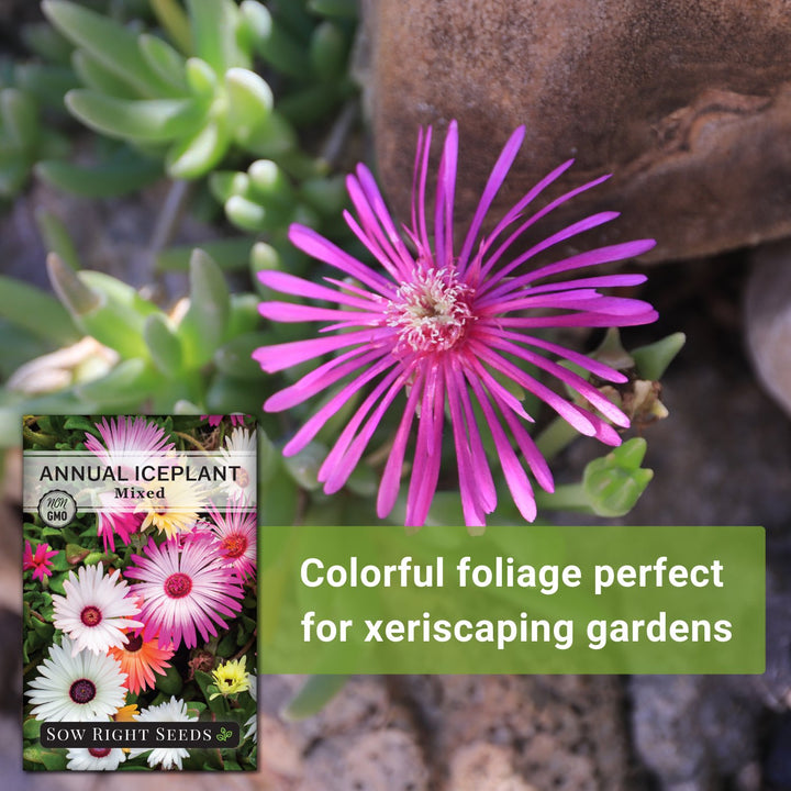Iceplant Seeds | Annual Succulent-Like Flower – Sow Right Seeds