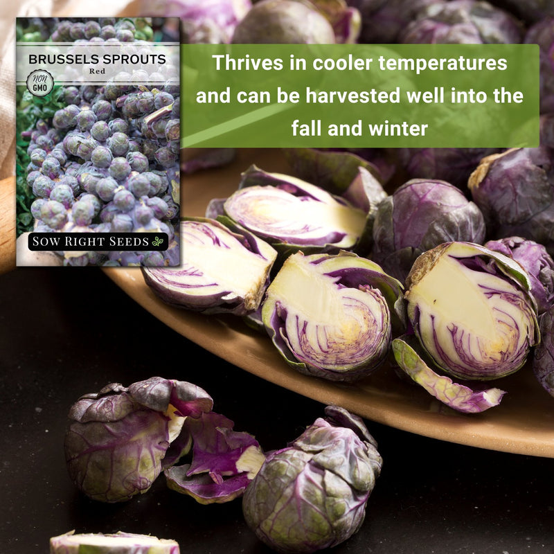 red brussels sprouts seeds thrives in cooler temperatures and can be harvested well into the fall and winter