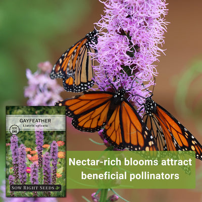 gayfeather seeds nectar rich blooms attract beneficial pollinators