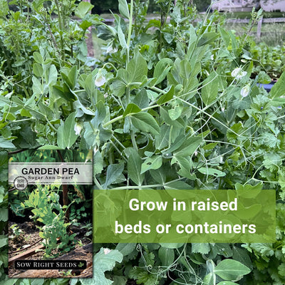 sugar ann dwarf pea seeds grow in raised beds or containers