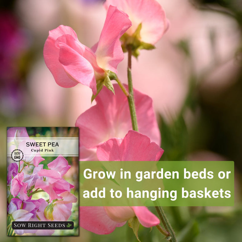 Cupid Pink Sweet Pea Seeds