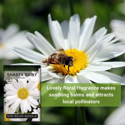 shasta alaska daisy seeds lovely floral fragrance makes soothing balms and attracts local pollinators