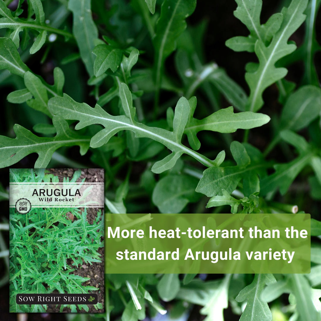 rocket plant seeds Sow Right Seeds - Wild Rocket Arugula Seeds for Planting - Non-GMO Heirloom Seeds with Instructions to Plant Home Vegetable Garden