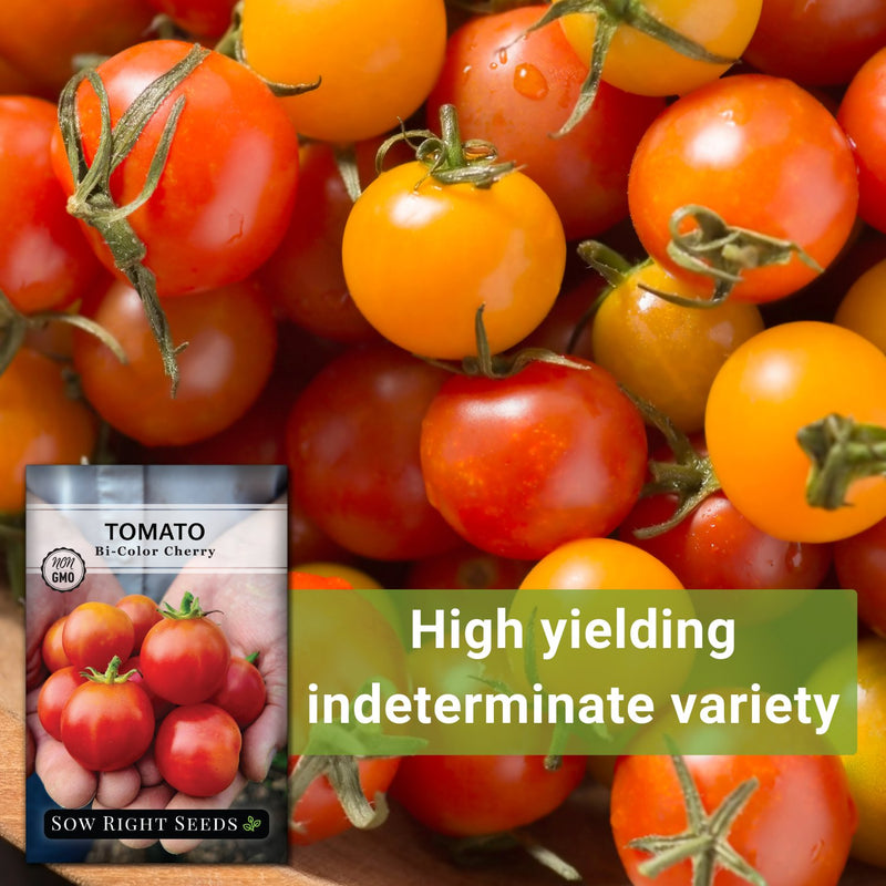 Bi-Color Cherry Tomato Seeds