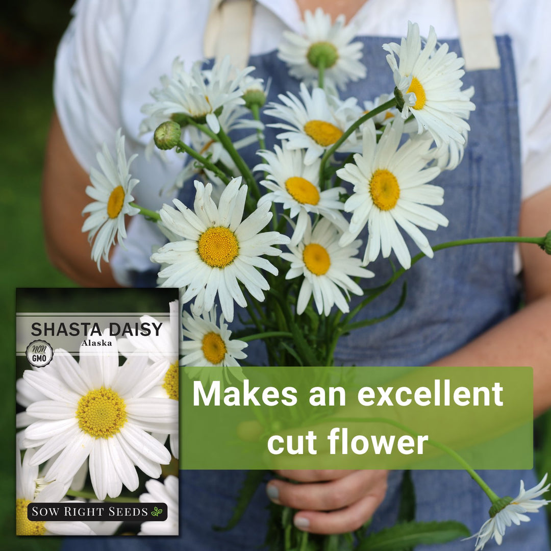 false daisy plant seeds Shasta Alaska Daisy Seeds