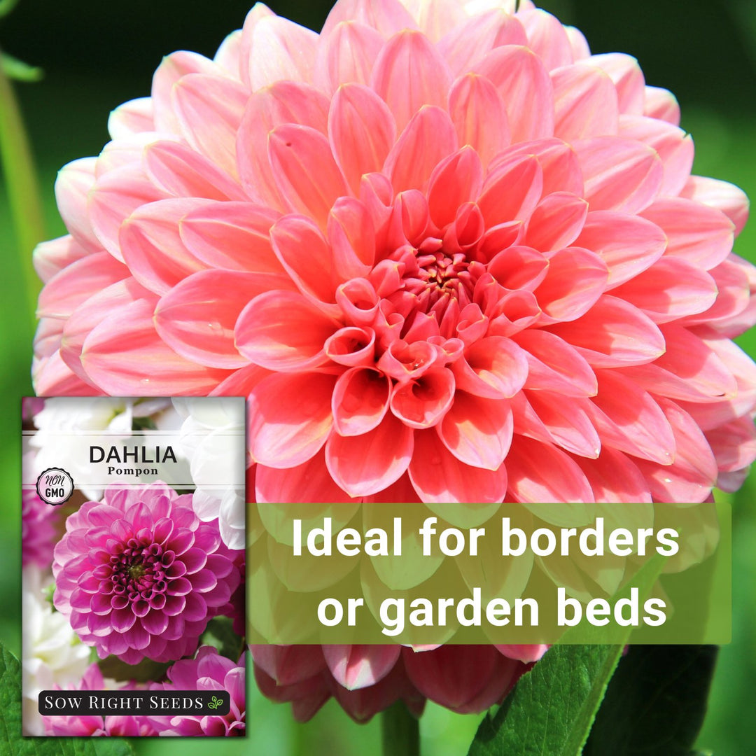 Pompon Dahlia Seeds