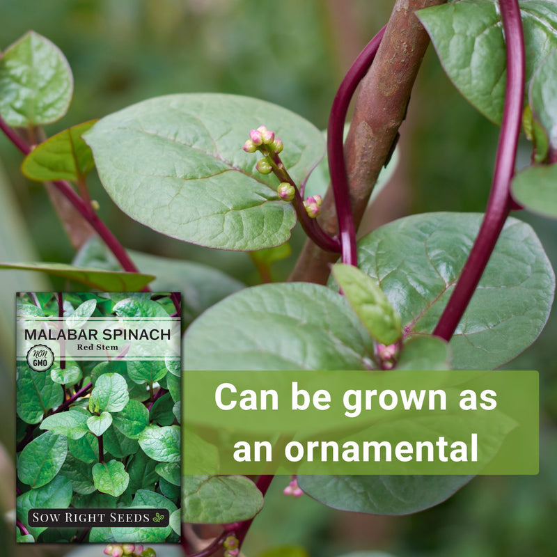 Red Stem Malabar Spinach Seeds