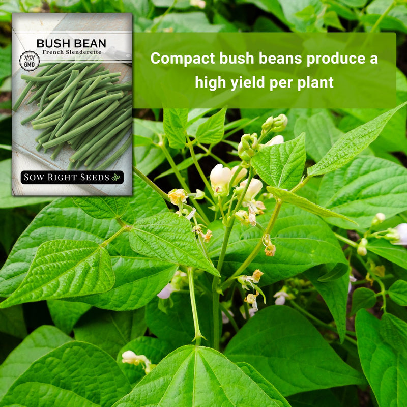 french slenderette bush bean seeds compact bush beans produce a high yield per plant