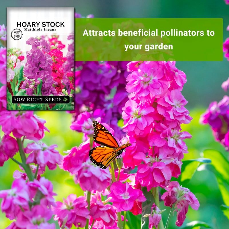 hoary dwarf mixed stock seeds attracts beneficial pollinators to your garden