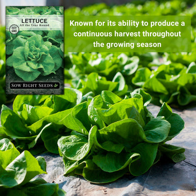 all the year round lettuce seeds known for its ability to produce a continuous harvest throughout the growing season