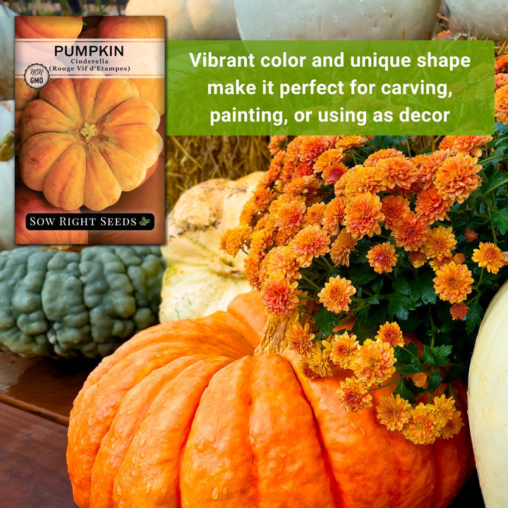 Cinderella Pumpkin – Sow Right Seeds