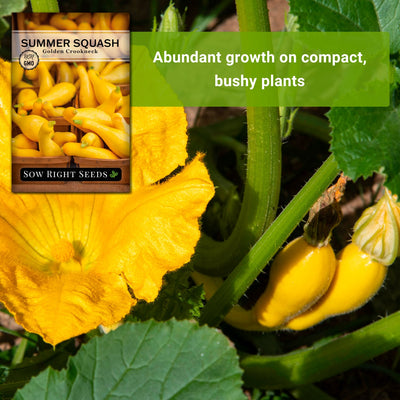 golden crookneck summer squash seeds abundant growth on compact bushy plants