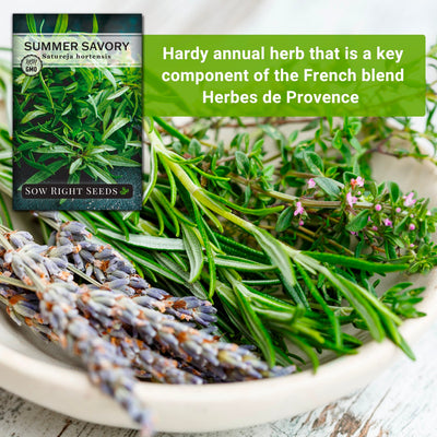 summer savory seeds hardy annual herb that is a key component of the french blend herbes de provence