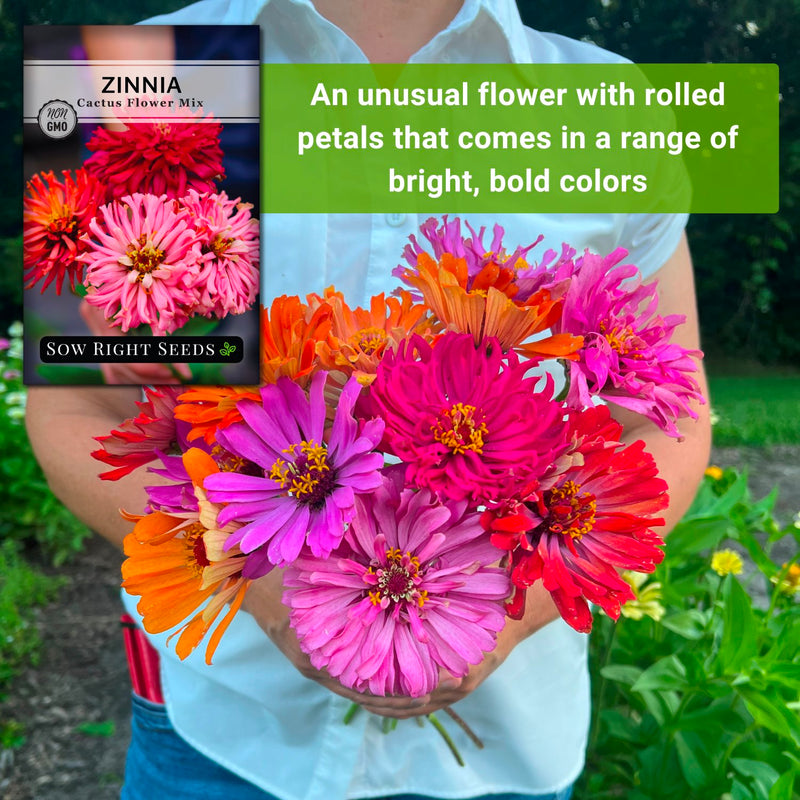 cactus flower mix zinnia seeds an unusual flower with rolled petals that comes in a range of bright bold colors