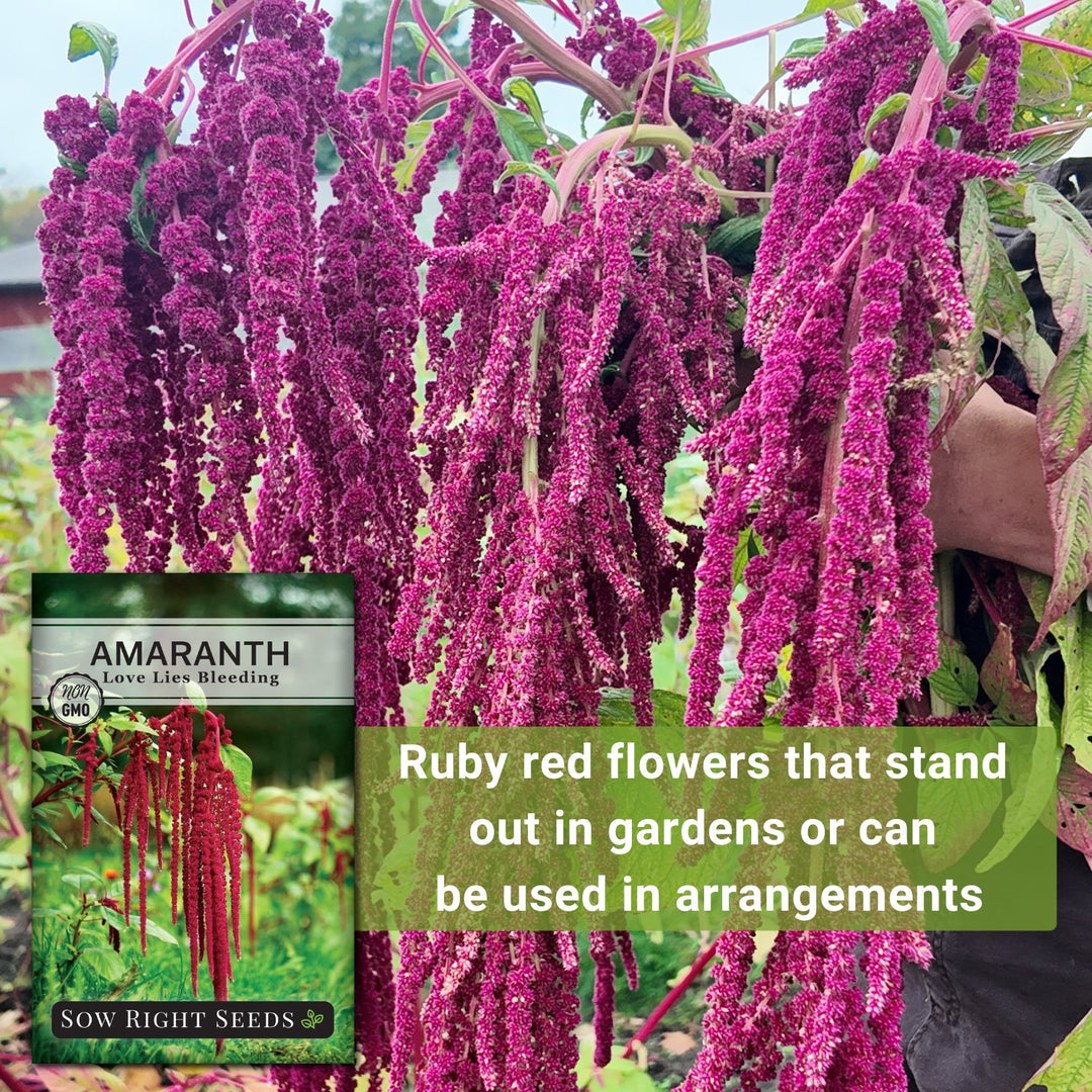 love lies bleeding plant seeds Love Lies Bleeding Amaranth Seeds