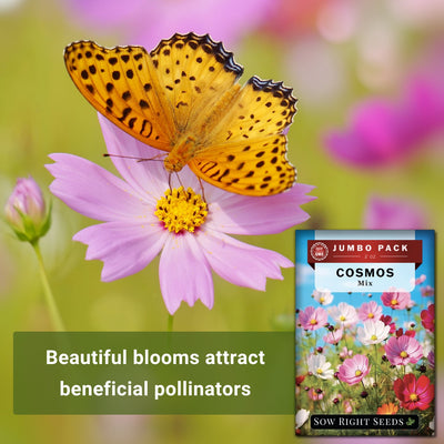 cosmos mix seeds beautiful blooms attract beneficial pollinators