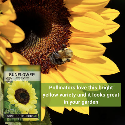 lemon queen sunflower seeds pollinators love this bright yellow variety and it looks great in your garden