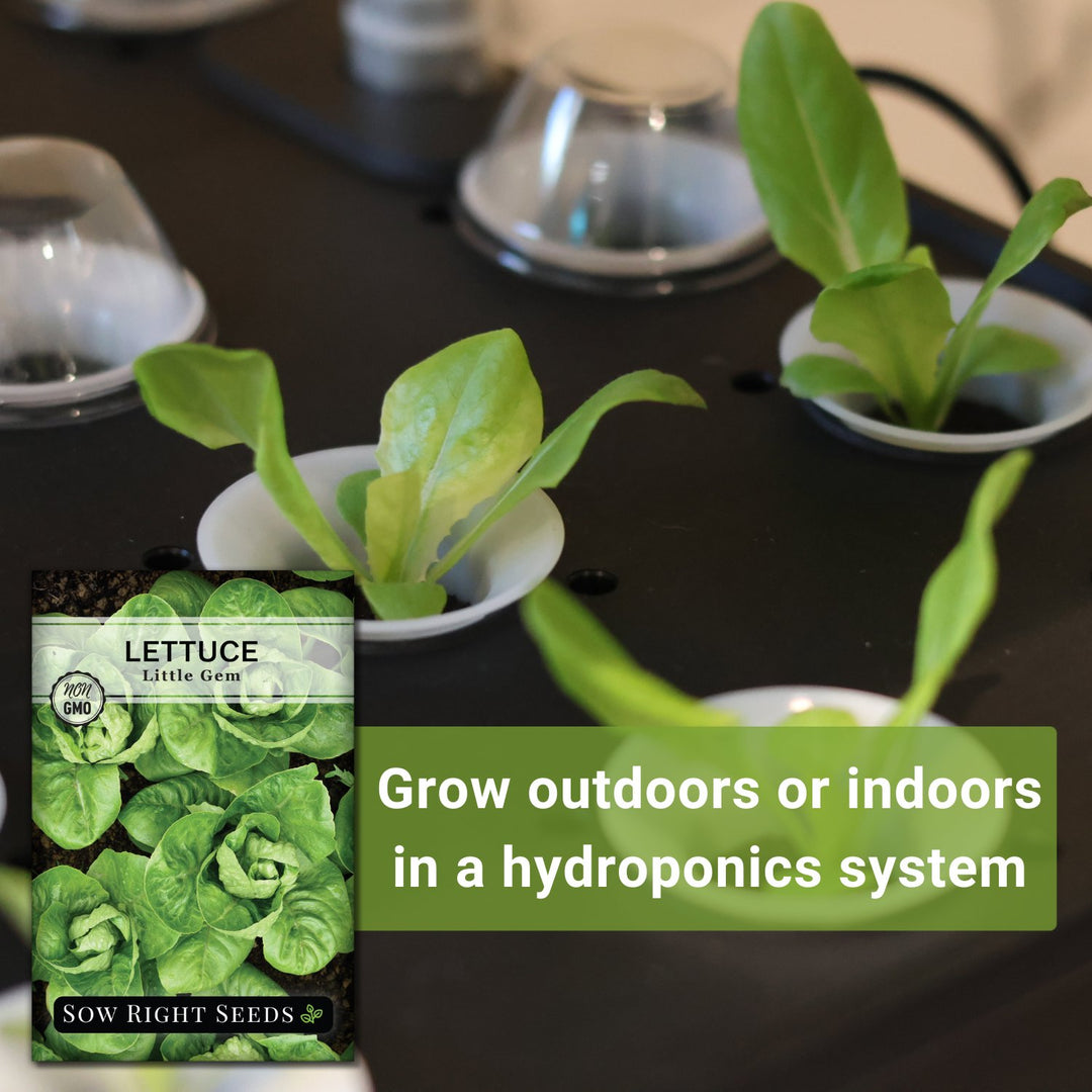 planting lettuce seeds outdoors Little Gem Lettuce